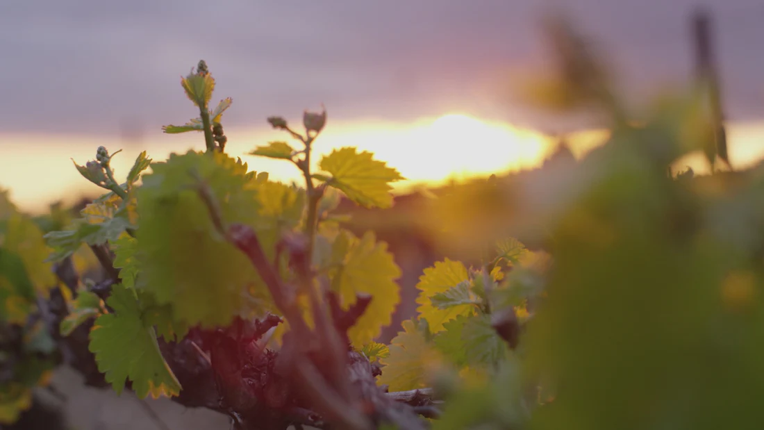 Indulge Your Darkest Desires